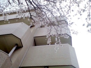 桜３分咲き 写真