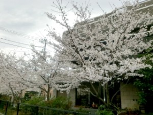 桜満開！！ 写真