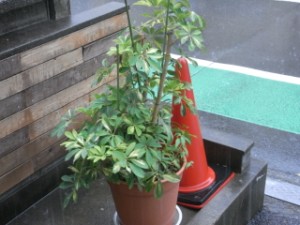 秋雨前線の影響とか・・・ 写真