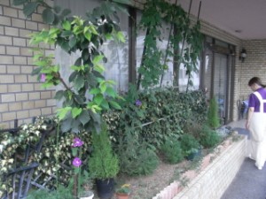 なんと!サツマイモの仲間なんですよ! 写真