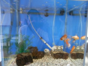 赤いべべ着た可愛い金魚おめめをさませば御馳走するぞ♪ 写真