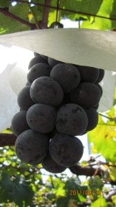 秋の味覚狩り 写真