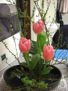 春の装い・・・ 写真