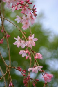 来年の予定が… 写真