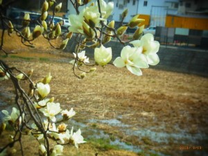 春が来ています。 写真