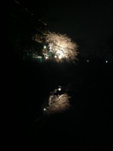 『夜桜❀』 写真