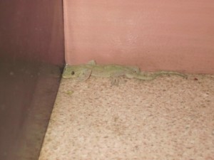 ヤモリ出現！！ 写真