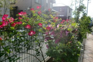 『テラスの薔薇』 写真