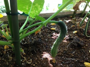 テラスでの夏の施設菜園 写真