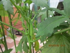 プランター畑 写真