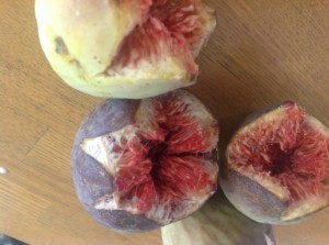 庭のイチジクの木 写真