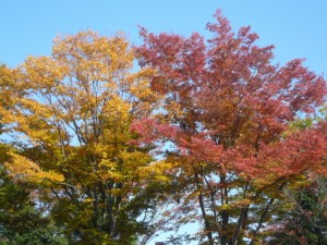 紅葉見学＆食事会 写真
