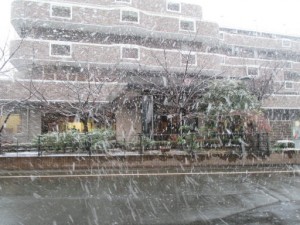 初雪! 写真