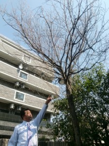 3/25　シルバービレッジ日野　開花宣言？！ 写真