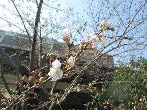 サクラ咲く! 写真