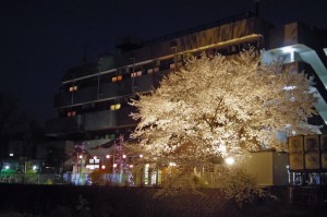 ４月１１日　桜吹雪のなか　お花見会を行いました。 写真