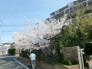 「桜　満開(^_^)/~」 写真