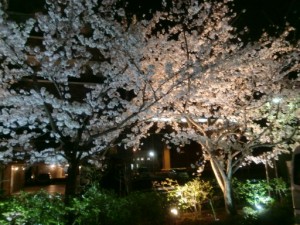 「夜桜」 写真