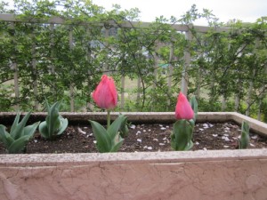 チューリップ癒させれます。 写真