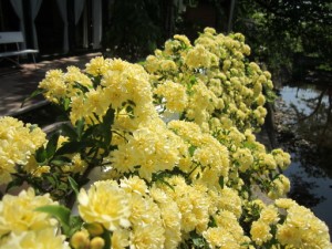 施設の庭は、花盛り。 写真