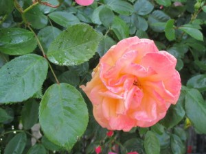 ５月のバラ 写真