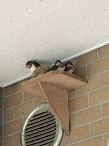 6月1日より 写真