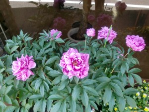 「シルバービレッジ日野　テラスのお花」 写真