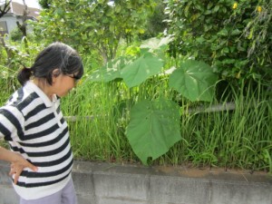 新緑の季節お散歩しました。 写真