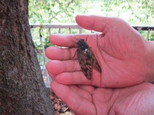 蝉で癒され、季節を感じる今日この頃です。 写真