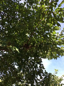 朝の一コマ癒されました。 写真