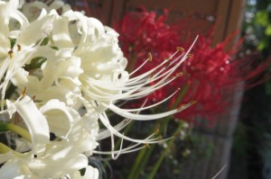 曼珠沙華が満開です。 写真