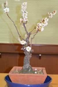 　　　　　『梅の花が咲きました！』 写真