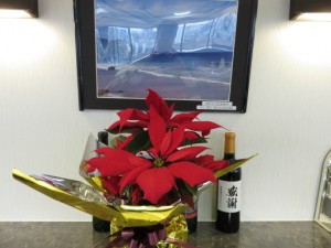 クリスマスシーズンに目にする「ポインセチア」 写真