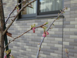 今日は施設外周にある桜の木の紹介です 写真