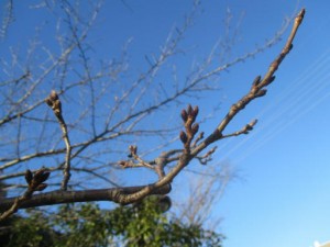 春はもうすぐ！かな・・・ 写真