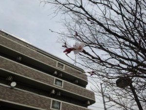 　　　　　『桜の花が一輪咲きました』 写真