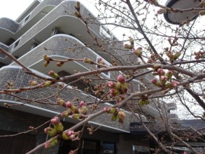 　　　　『桜のつぼみです！！』 写真