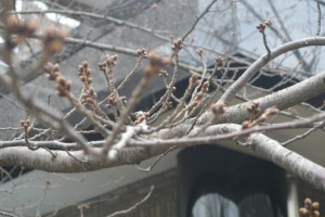 桜のつぼみ 写真