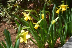 　　『水仙の花が咲きました！！』 写真