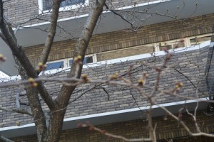 　　　　『桜のつぼみです！！』 写真