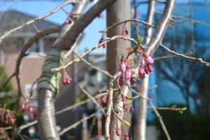 しだれ桜のつぼみです。 写真