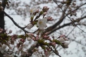 　　『桜が開花しました！！』 写真