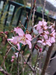 咲いた！けど 写真