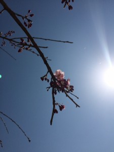 桜開花状況 写真