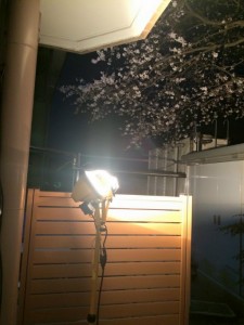 例年恒例となりました 写真