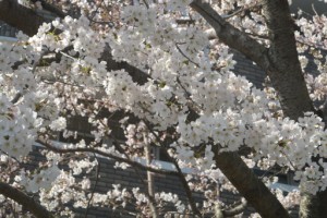 桜が満開です。 写真