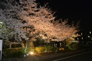 ライトアップ夜桜 写真