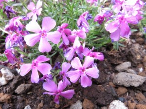 ー　芝桜を植えました！　－ 写真
