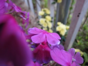 春の花が咲き始めました。 写真