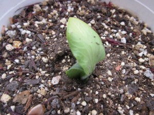 菜園スタート！ 写真